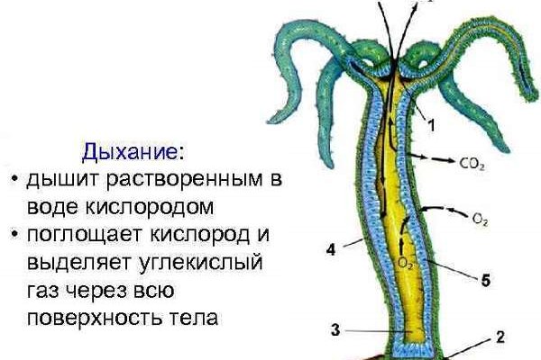 Kraken даркнет переходник